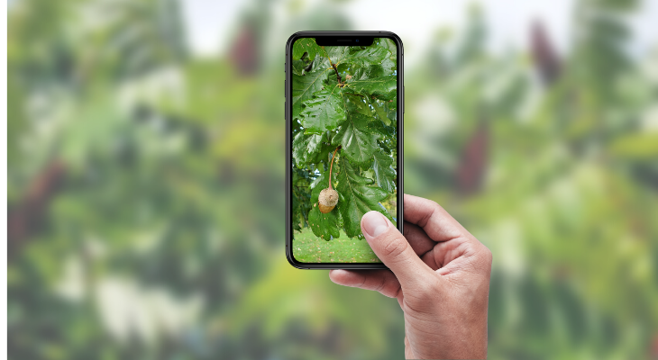 Exploring the World of Plant Identification Apps